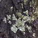 Winter lichen