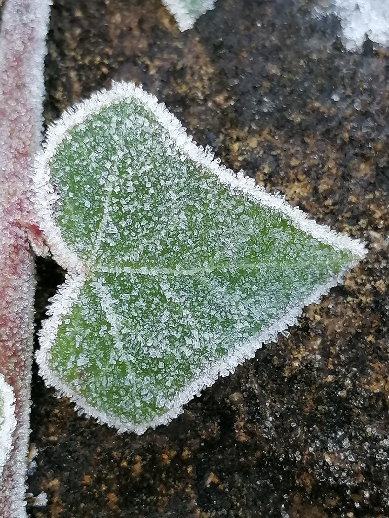 Frosty leaf by toucantalk