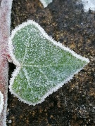 19th Jan 2023 - Frosty leaf