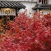 Red leaves in rainy day by wh2021
