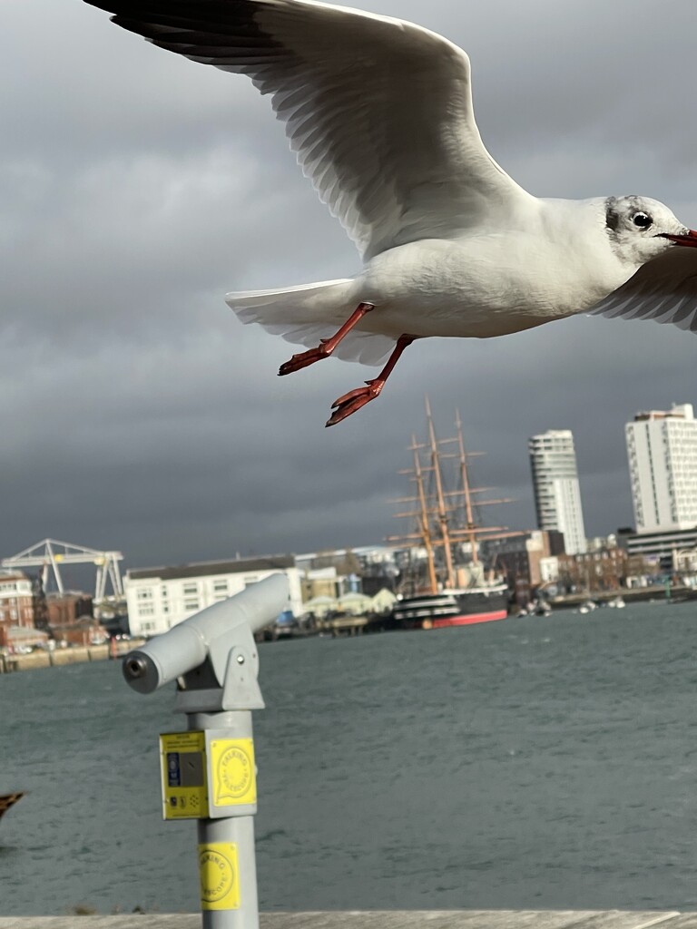 Another of those Gull pictures by bill_gk