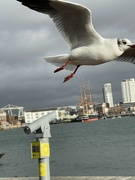 19th Jan 2023 - Another of those Gull pictures