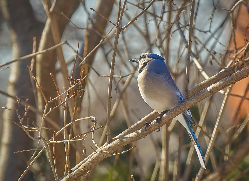 Bluejay in the Sunshine by gardencat