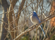 19th Jan 2023 - Bluejay in the Sunshine