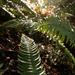 Ferns and Sun by tina_mac