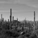 Saguaro by tosee
