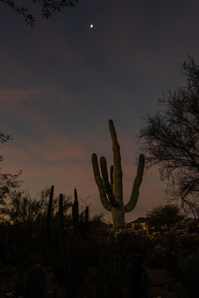 Morning: Moon and Saguaro by tosee