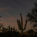 Morning: Moon and Saguaro by tosee