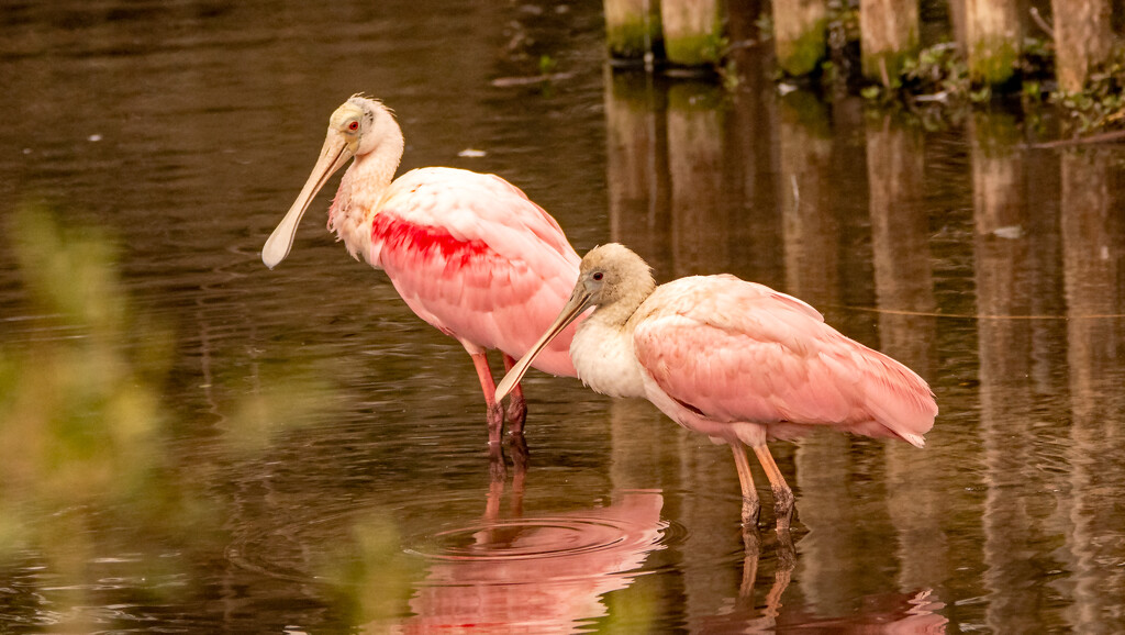 Mr and Mrs Roseate Spoonbill, Watching out for the Gators! by rickster549