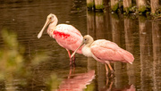 19th Jan 2023 - Mr and Mrs Roseate Spoonbill, Watching out for the Gators!