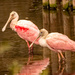 Mr and Mrs Roseate Spoonbill, Watching out for the Gators! by rickster549