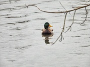 19th Jan 2023 - just a duck
