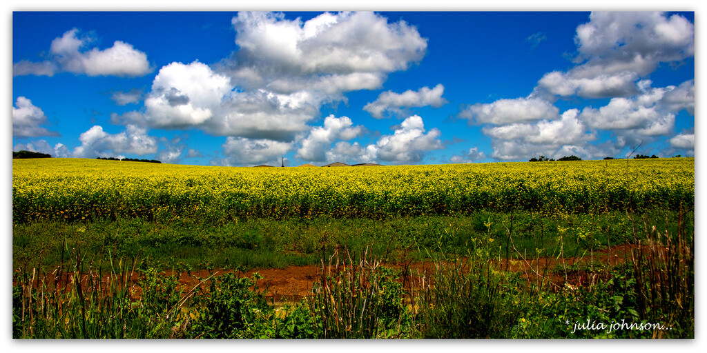 Mustard Fields .. by julzmaioro