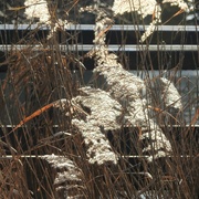 19th Jan 2023 - Sunlit Reeds