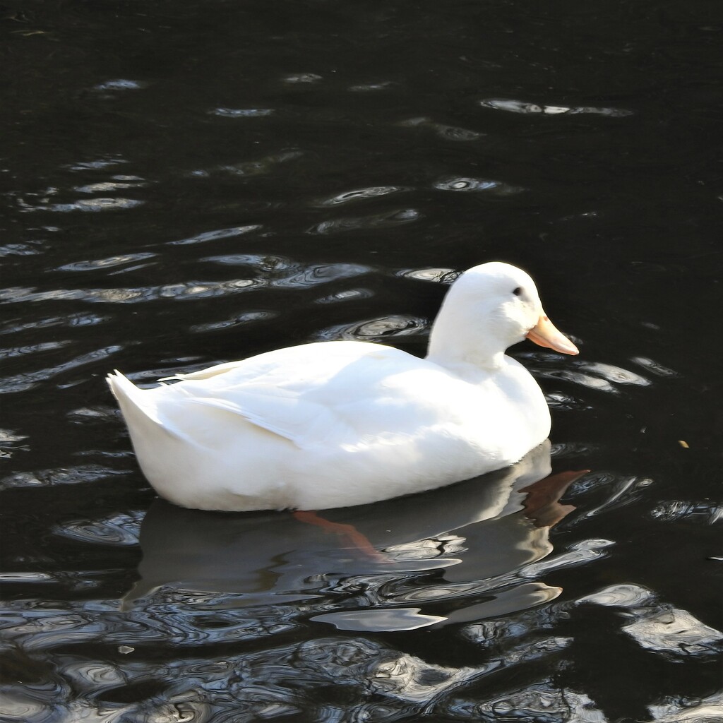 White Duck by oldjosh