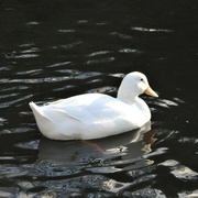 19th Jan 2023 - White Duck