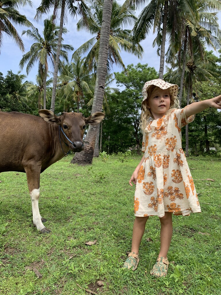 Cow safari by lily