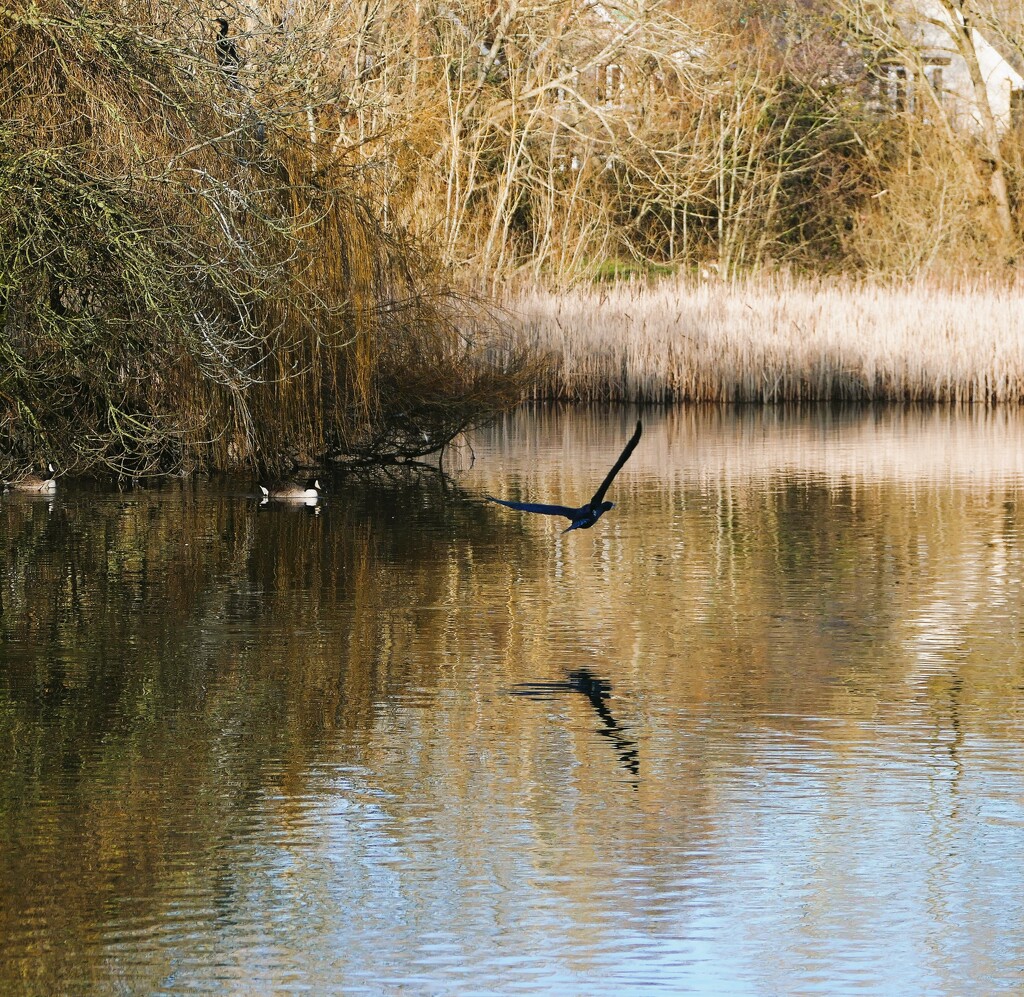 cormorant in flight by cam365pix