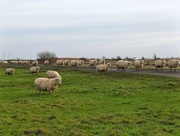 20th Jan 2023 - Daft sheep!