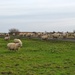 Daft sheep! by bigmxx
