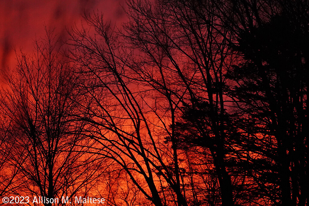 A Fiery Sunrise by falcon11