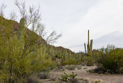 14th Jan 2023 - Saguaro Cacti