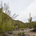 Saguaro Cacti by tosee