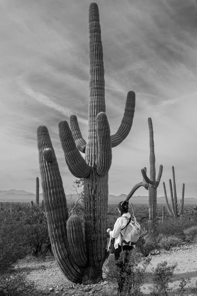 Pam and the Saguaro ii by tosee