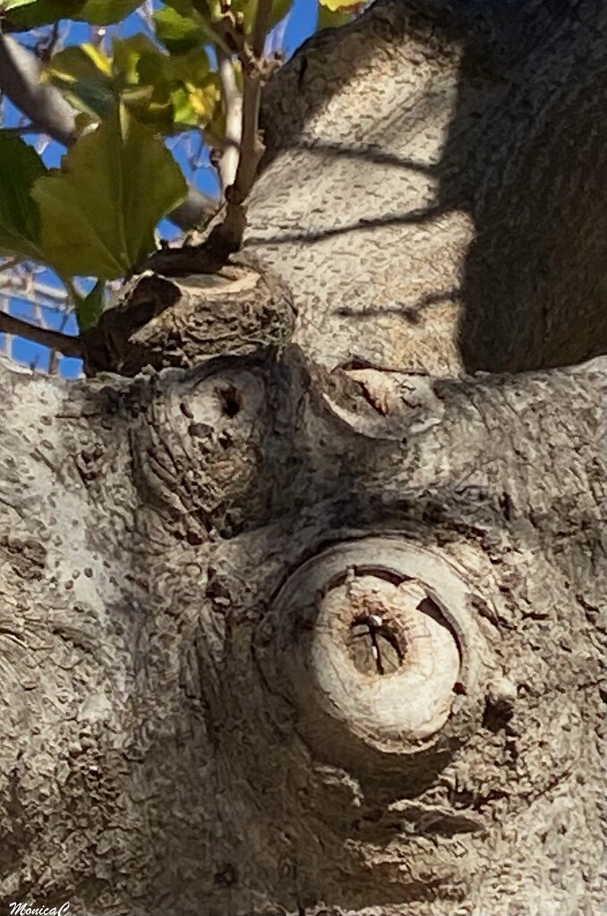 This tree has a face! by monicac