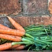 Carrots by gaillambert