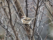 20th Jan 2023 - American tree sparrow