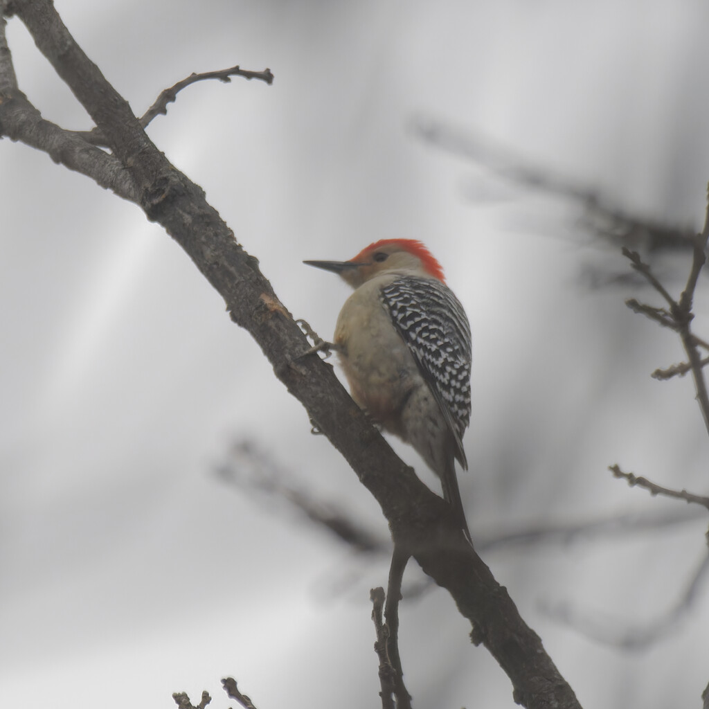 red-bellied woodpecker by rminer