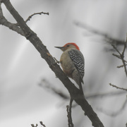 20th Jan 2023 - red-bellied woodpecker