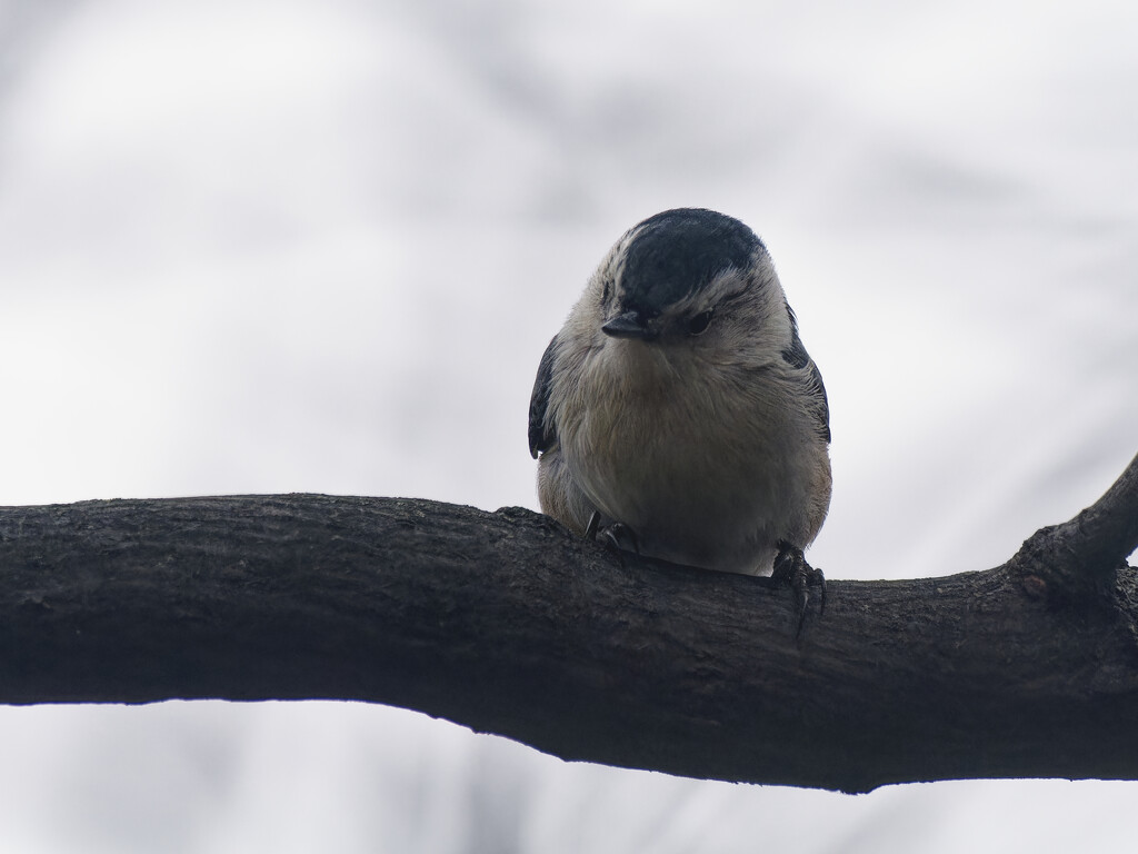 white-breasted nuthatch by rminer