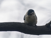 20th Jan 2023 - white-breasted nuthatch