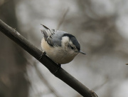 20th Jan 2023 - white-breasted nuthatch 