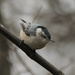 white-breasted nuthatch 