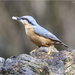 Nuthatch by pcoulson