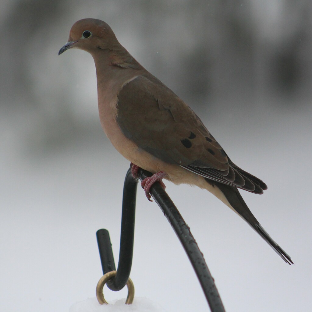 Mourning Dove by paintdipper
