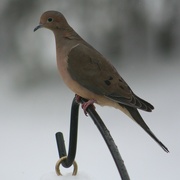 20th Jan 2023 - Mourning Dove