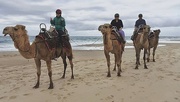 21st Jan 2023 - Camel ride at Coffs Harbour Rosie daughter self & Keith  photo taken by camel owner