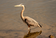 20th Jan 2023 - Blue Heron Watching Over the Waters!