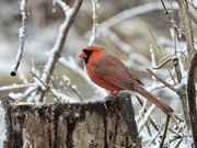 20th Jan 2023 - Northern Cardinal