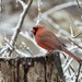 Northern Cardinal by amyk