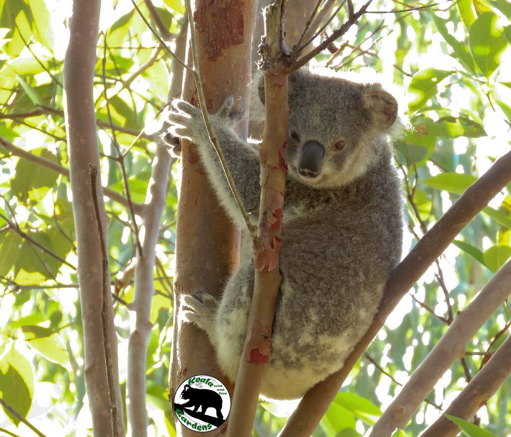 a little backlighting by koalagardens