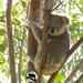 a little backlighting by koalagardens