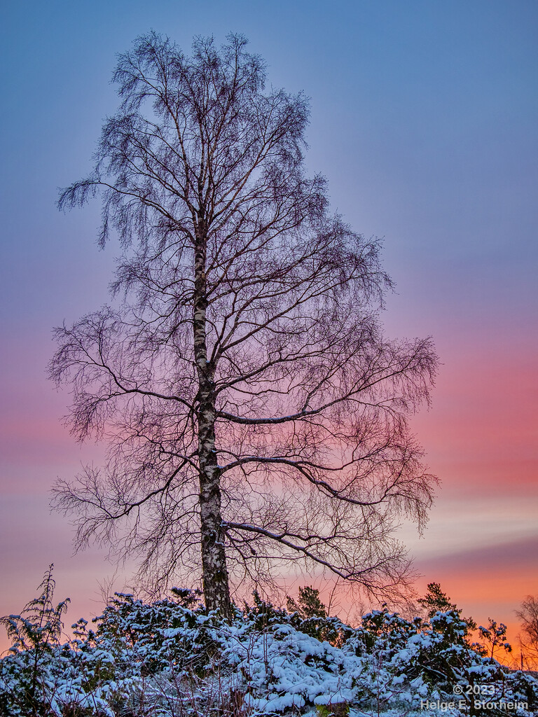 Birch tree at sunrise by helstor365