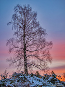 21st Jan 2023 - Birch tree at sunrise