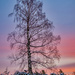 Birch tree at sunrise on 365 Project