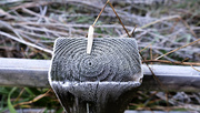 19th Jan 2023 - frosty post
